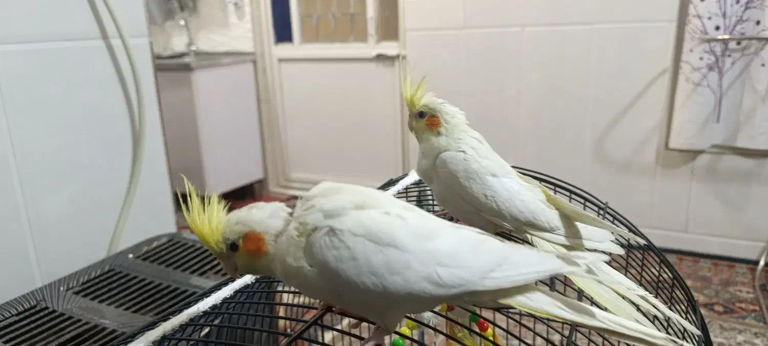 دوعدد جوجه عروس هلندی نر و ماده|پرنده|قم, علی آباد|دیوار