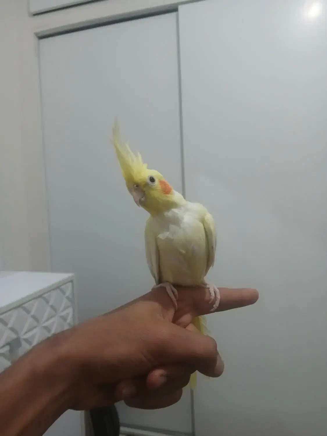 عروس هلندی|پرنده|اندیشه, اندیشه فاز ۵|دیوار