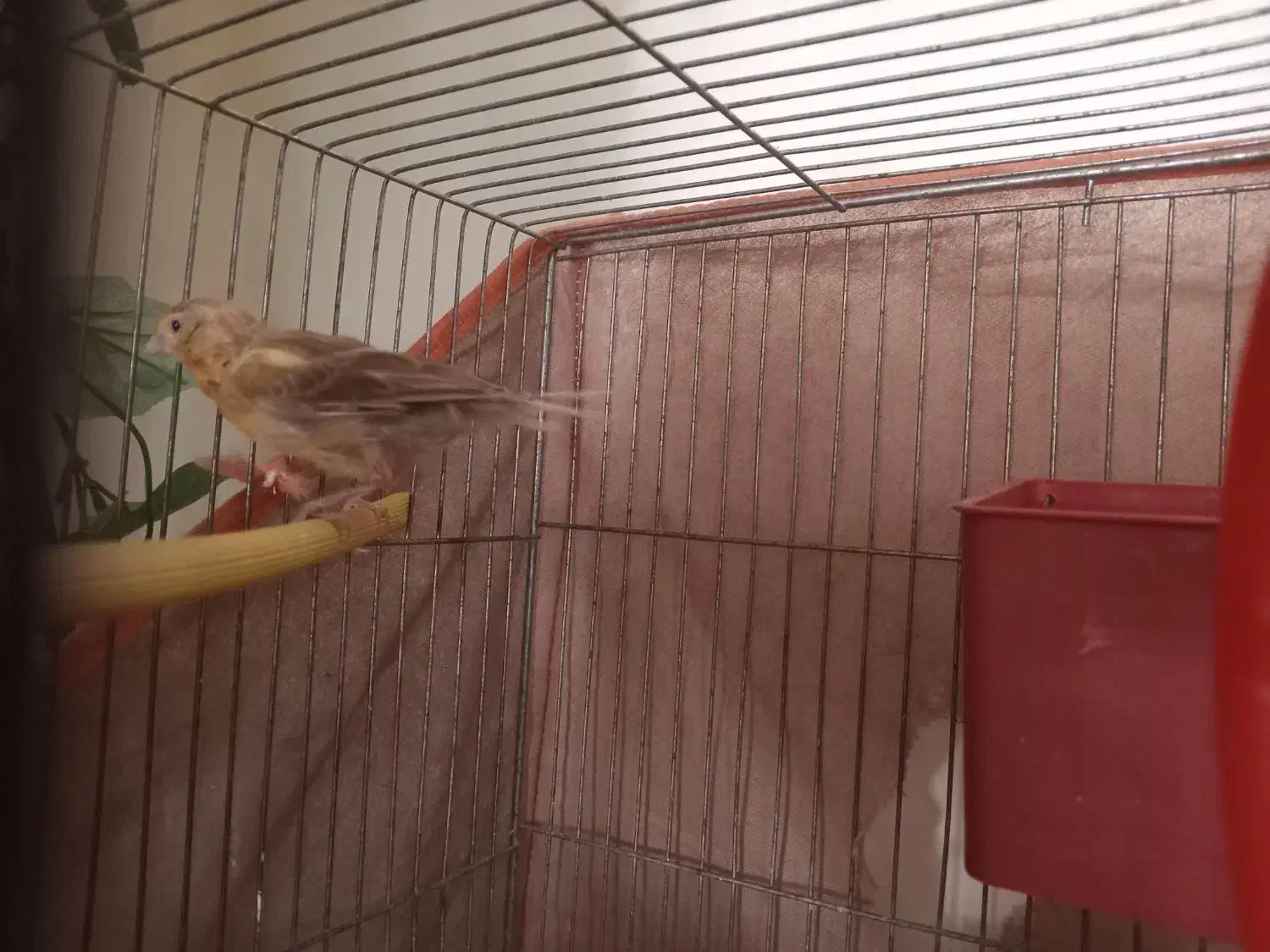 قناری نر|پرنده|هشتگرد, شهرک صبا سوله|دیوار