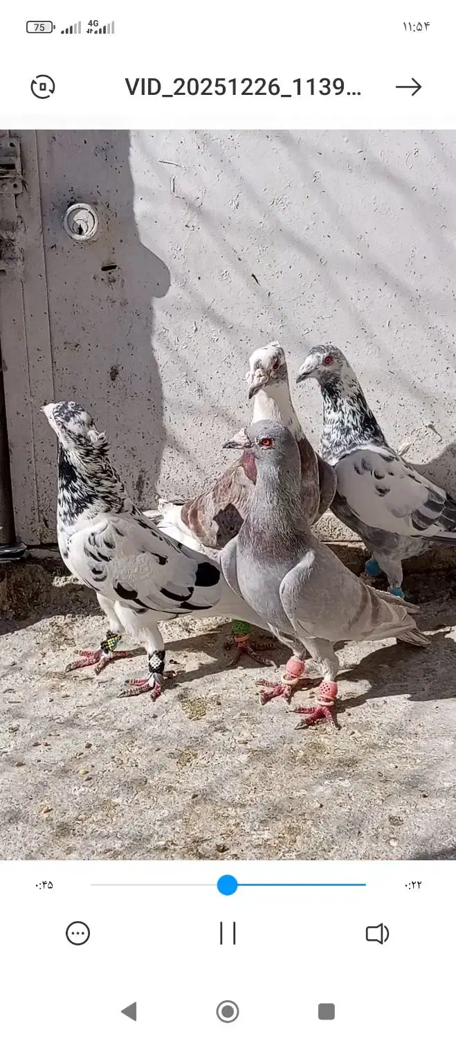 کفتر|پرنده|شیراز, سعدیه شمالی|دیوار