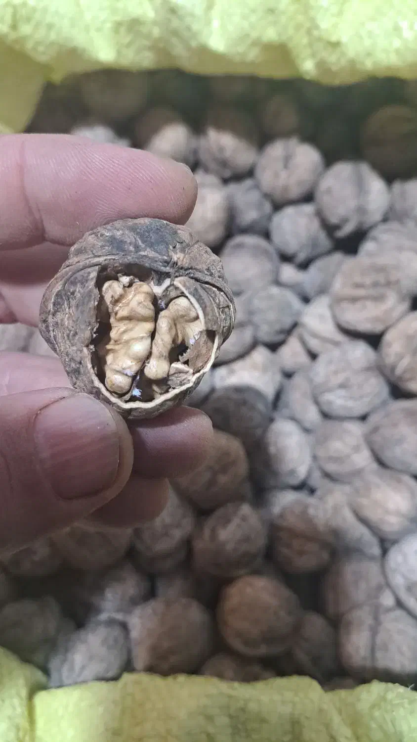 گردوی  کوهستان اورامان|عمده‌فروشی|پاوه, |دیوار