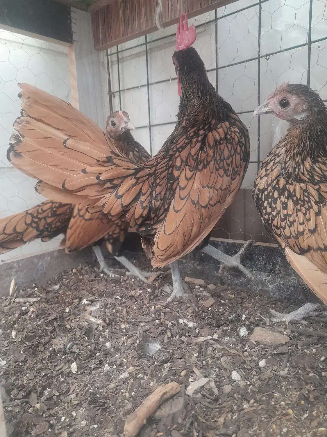 یک ست سبرایت گلد|حیوانات مزرعه|اصفهان, باغ زرشک|دیوار