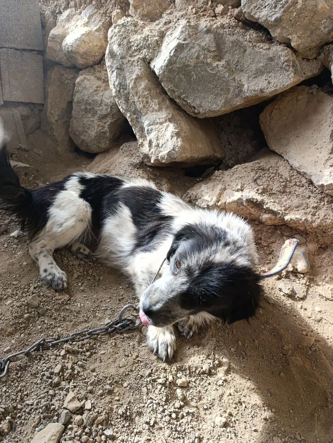 سگ پاکوتاه ۳ساله ماده رایگان|سگ|رودهن, |دیوار