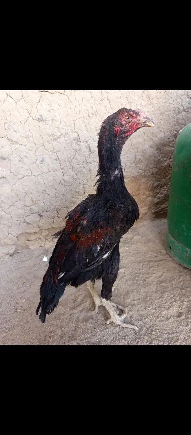 جوجه لاری و مرغ لاری|حیوانات مزرعه|زاهدان, |دیوار