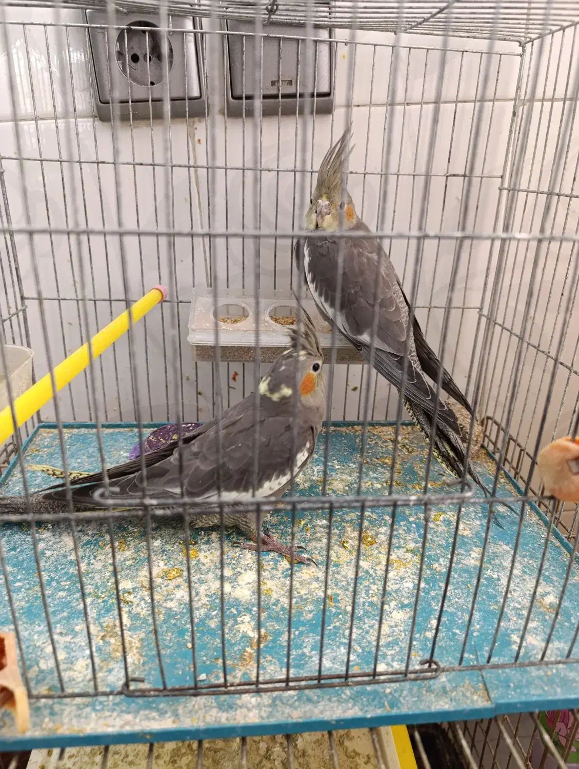 عروس هلندی|پرنده|میانه, |دیوار