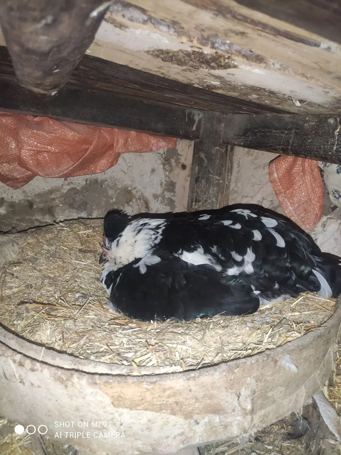 خروس مرندی|بدلیجات|سبزوار, چهارراه فرودگاه|دیوار