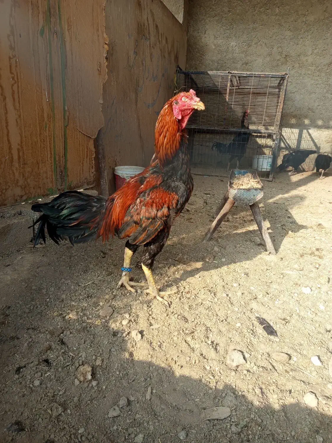 خروس لاری|حیوانات مزرعه|اصفهان, ارداجی|دیوار