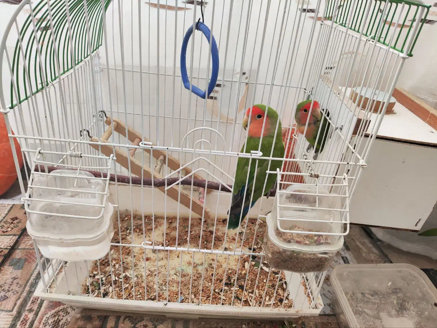 پرنده زینتی|پرنده|اردبیل, |دیوار