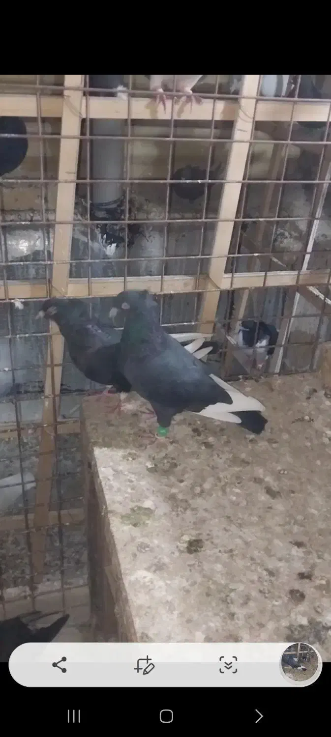 یک جفت قارا سیاه|پرنده|قزوین, |دیوار