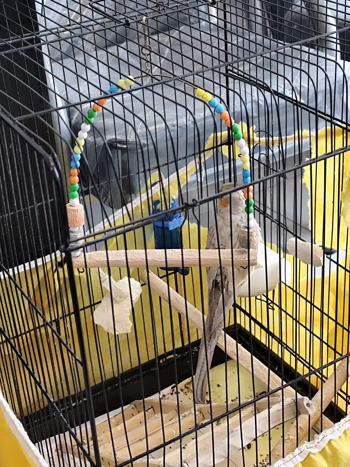 پرنده عروس هلندی|پرنده|ساری, |دیوار