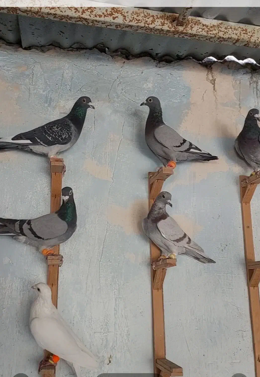 سبز آلمانی|پرنده|مشهد, امیر آباد|دیوار