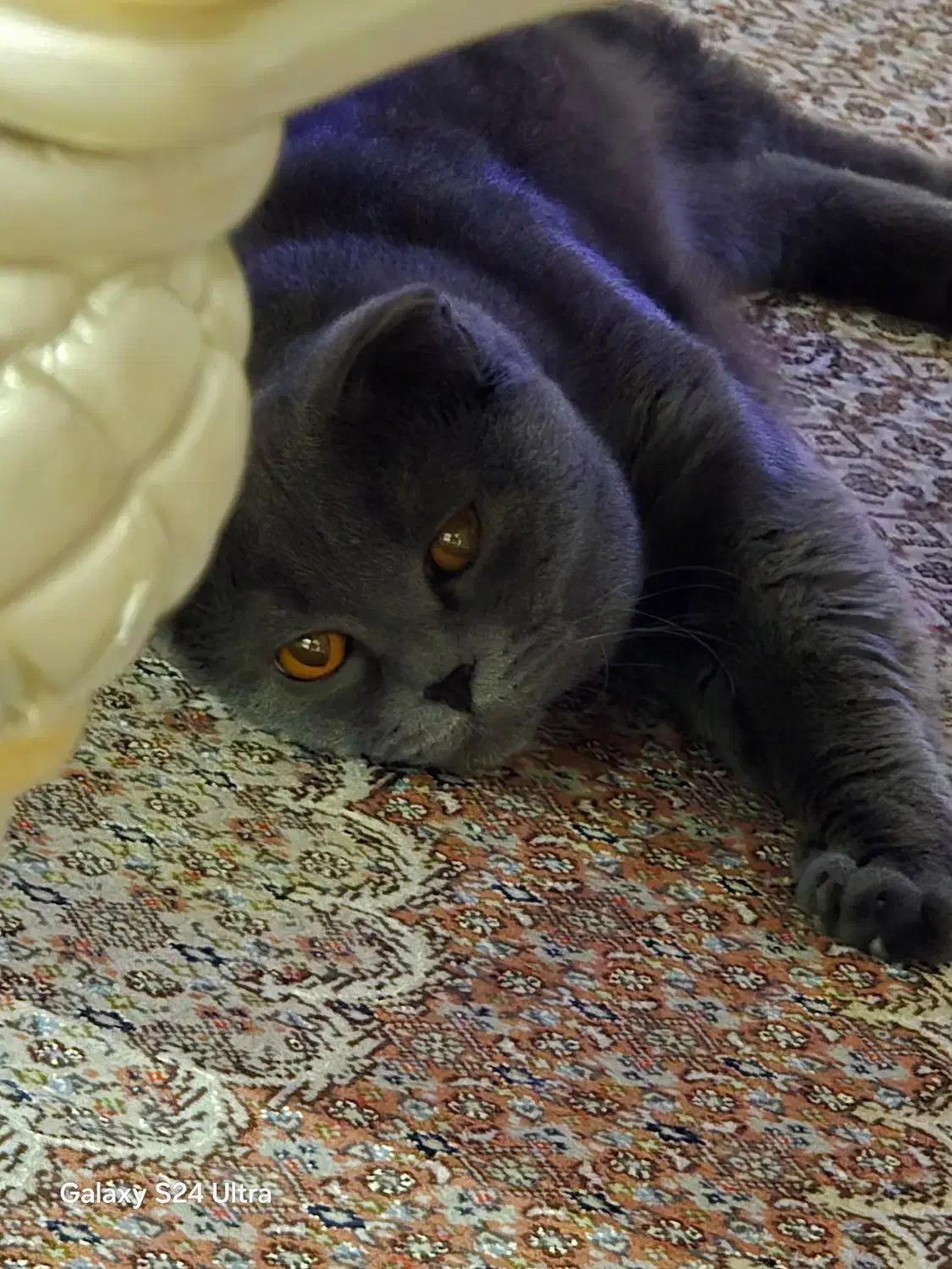 گربه نر اسکاتیش فولد|گربه|تبریز, |دیوار