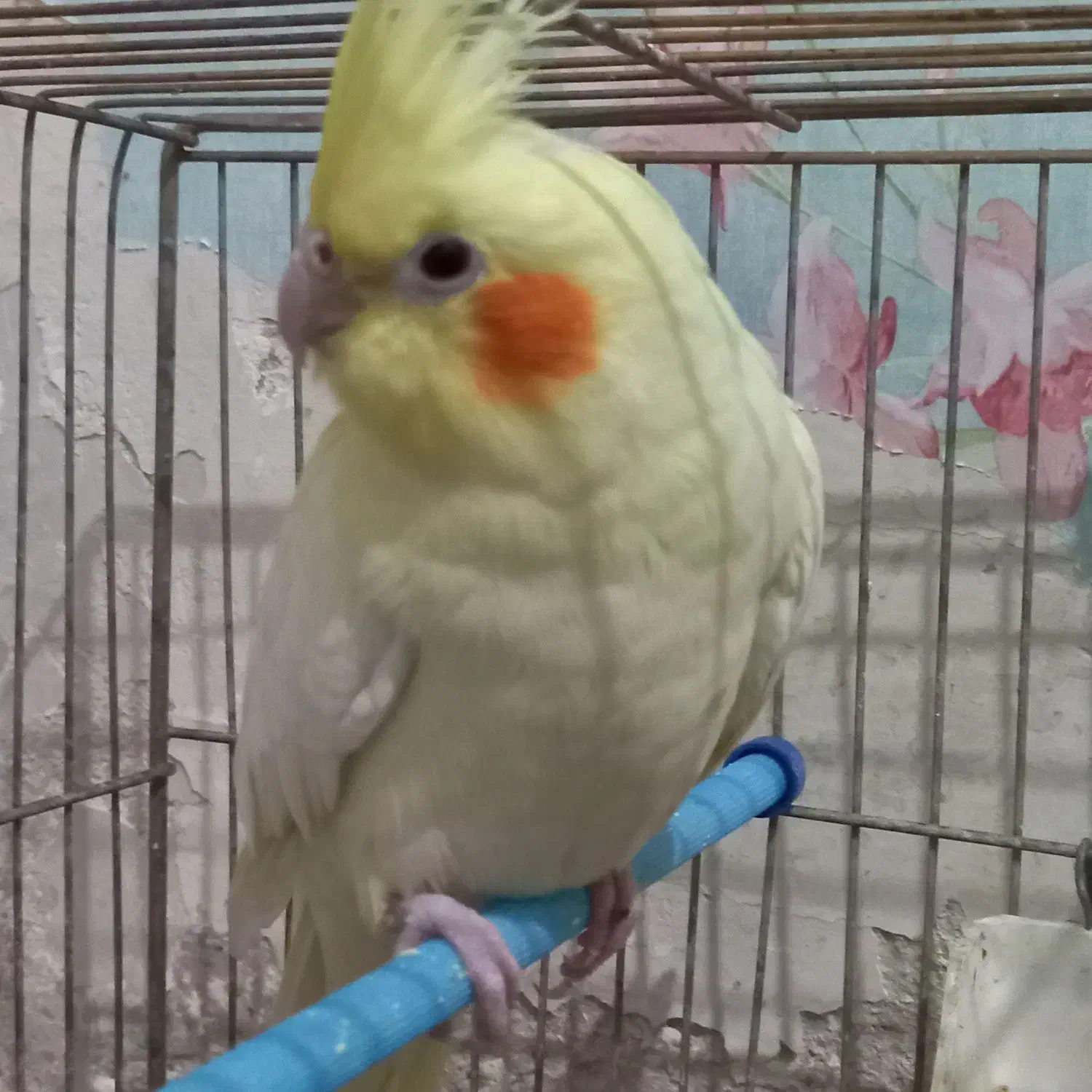 عروس.هلندی زعفرونی مولد|پرنده|فارسان, |دیوار