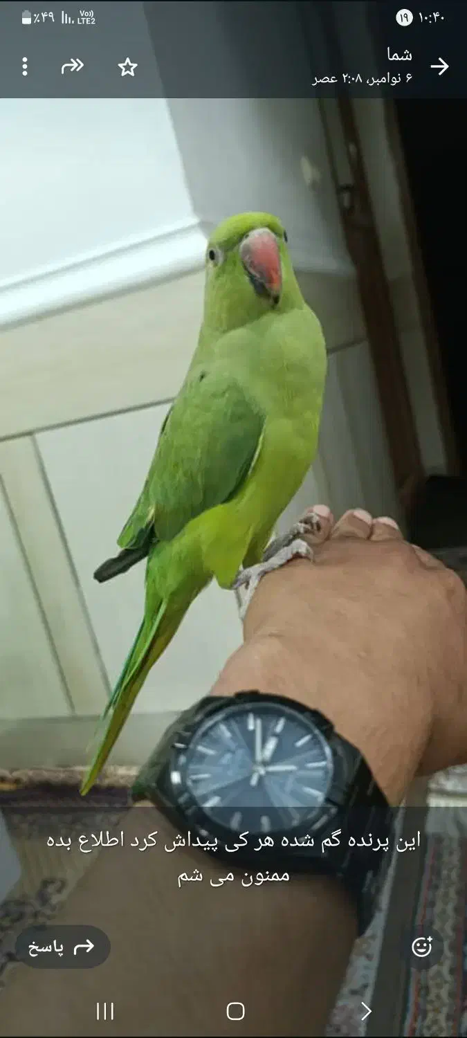 یک پرنده سبز|حیوانات|هندیجان, |دیوار