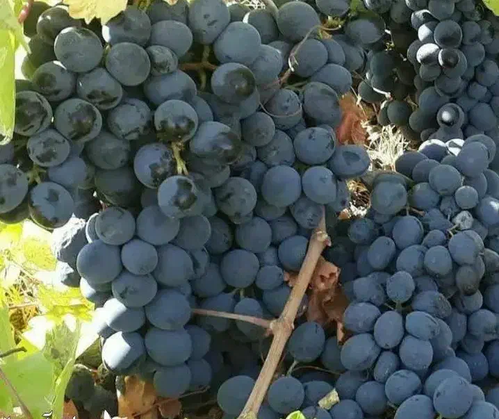 پیش فروش نهال انگور سردشت سیاه|خدمات باغبانی و درختکاری|جعفرآباد, |دیوار