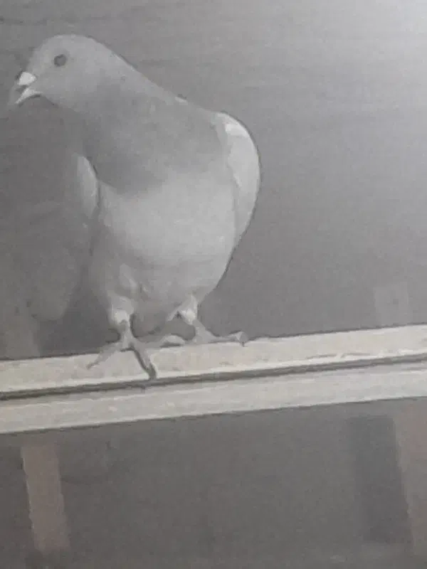 ۱۳تاکفترکاشمر بشرط|پرنده|کاشمر, |دیوار