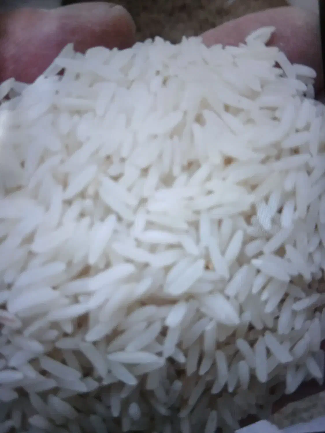 الک شده هاشمی ۲۶۰و فجر ۱۷۴و سرلاشه ۱۷۳ت|خوردنی و آشامیدنی|بابکان, |دیوار