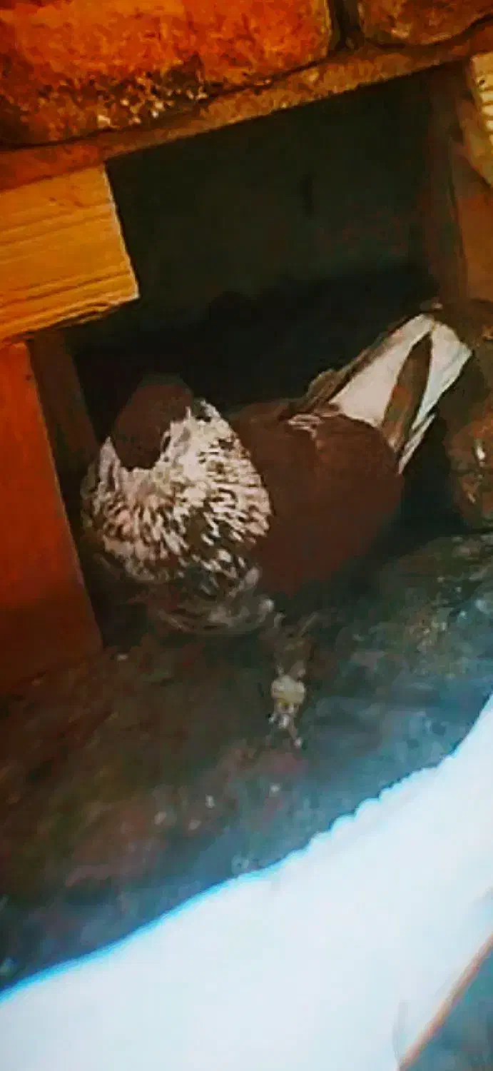 یک جفت ساده سرخ افغانی کاکلی  تخت افشون|پرنده|مشهد, شهرک شهید باهنر|دیوار