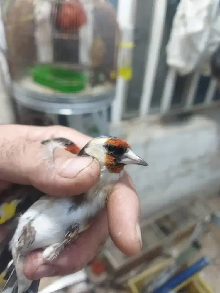 سهره کرمونی وسرسیاه نیم گلی|پرنده|شیراز, شهرک استقلال|دیوار