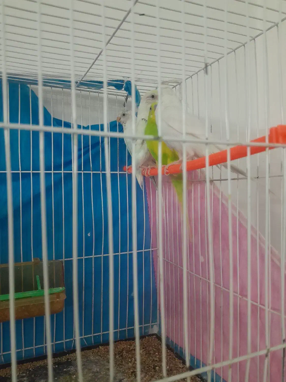 مرغ عشق|پرنده|تربت‌حیدریه, داروپخش|دیوار