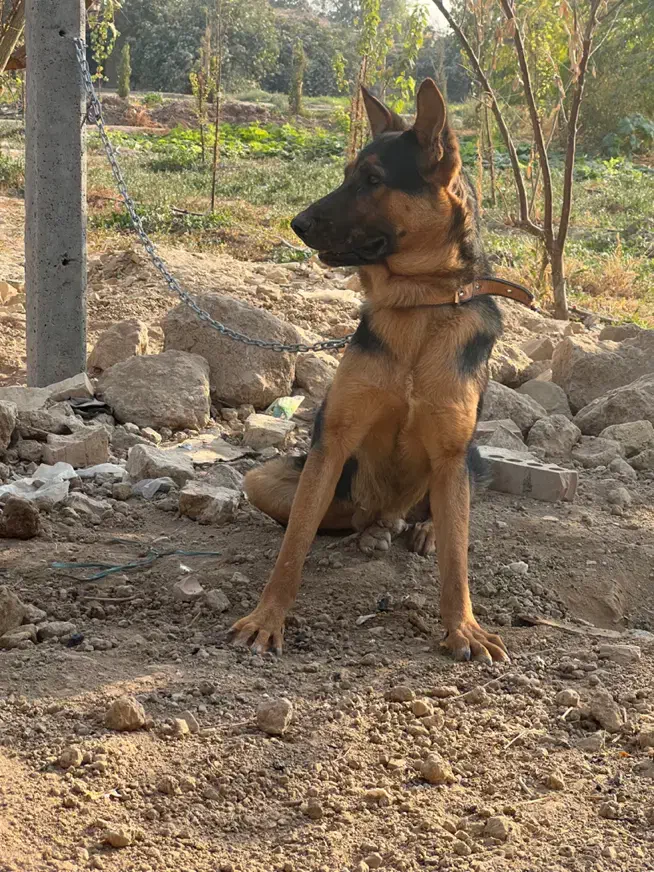 سگ ژرمن ۶ ماهه|سگ|باقرشهر, |دیوار