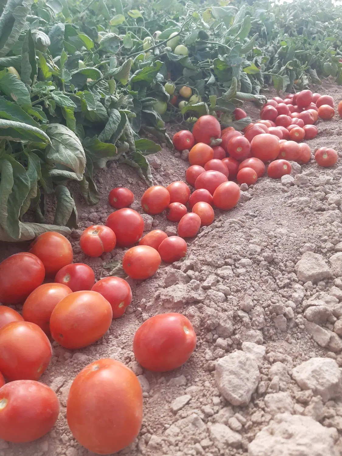 گوجه|خوردنی و آشامیدنی|اراک, |دیوار