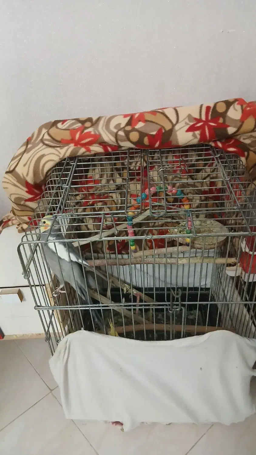 عروس هلندی نر و ماده مولد|پرنده|کهریزک, |دیوار