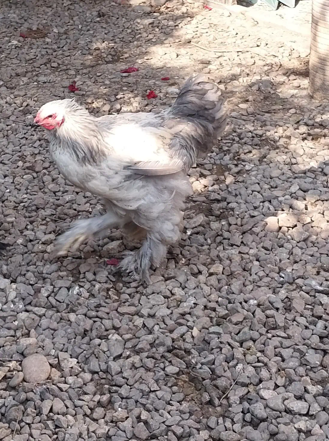 کوشین وچهل تاج|حیوانات مزرعه|رشت, فخب|دیوار