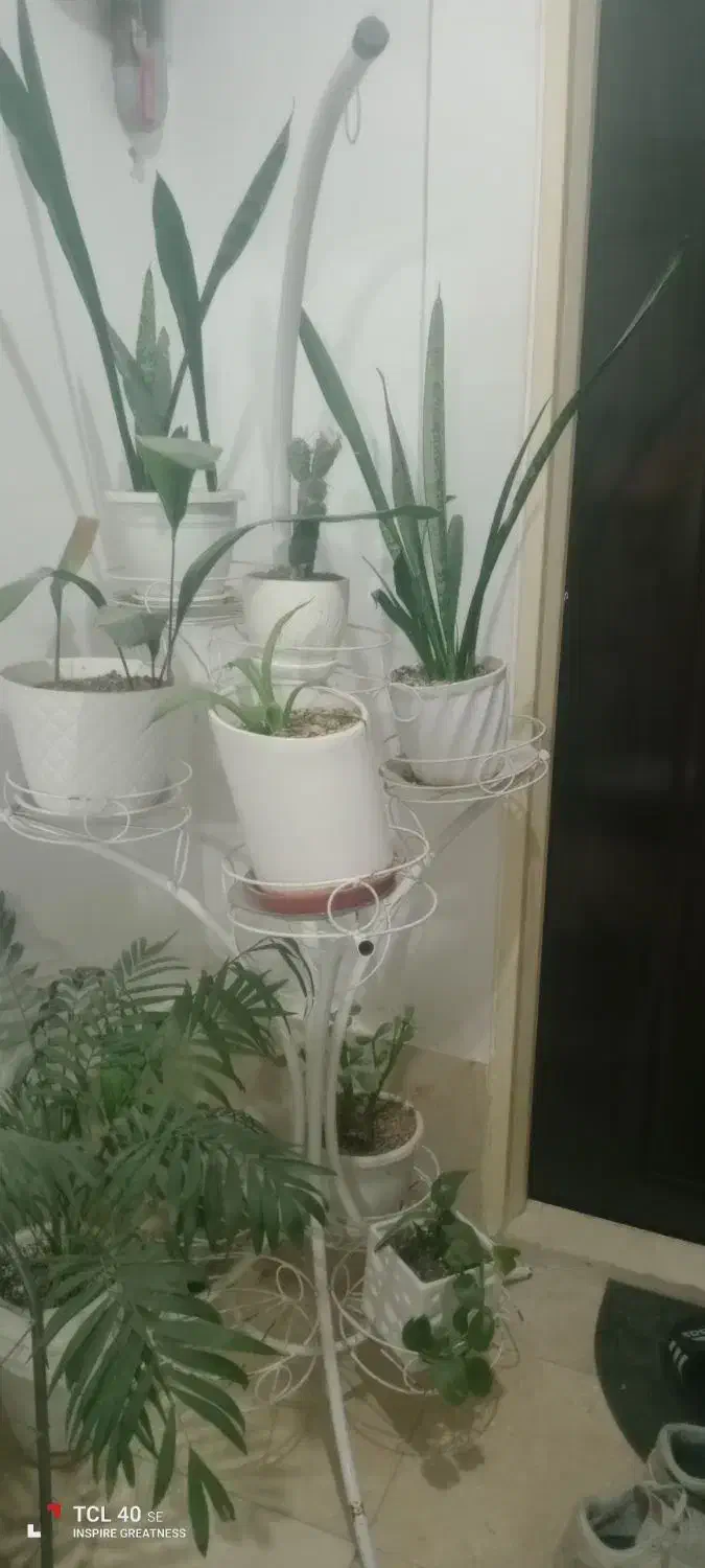 پایه گل|گل و گیاه طبیعی|پاکدشت, پارچین|دیوار