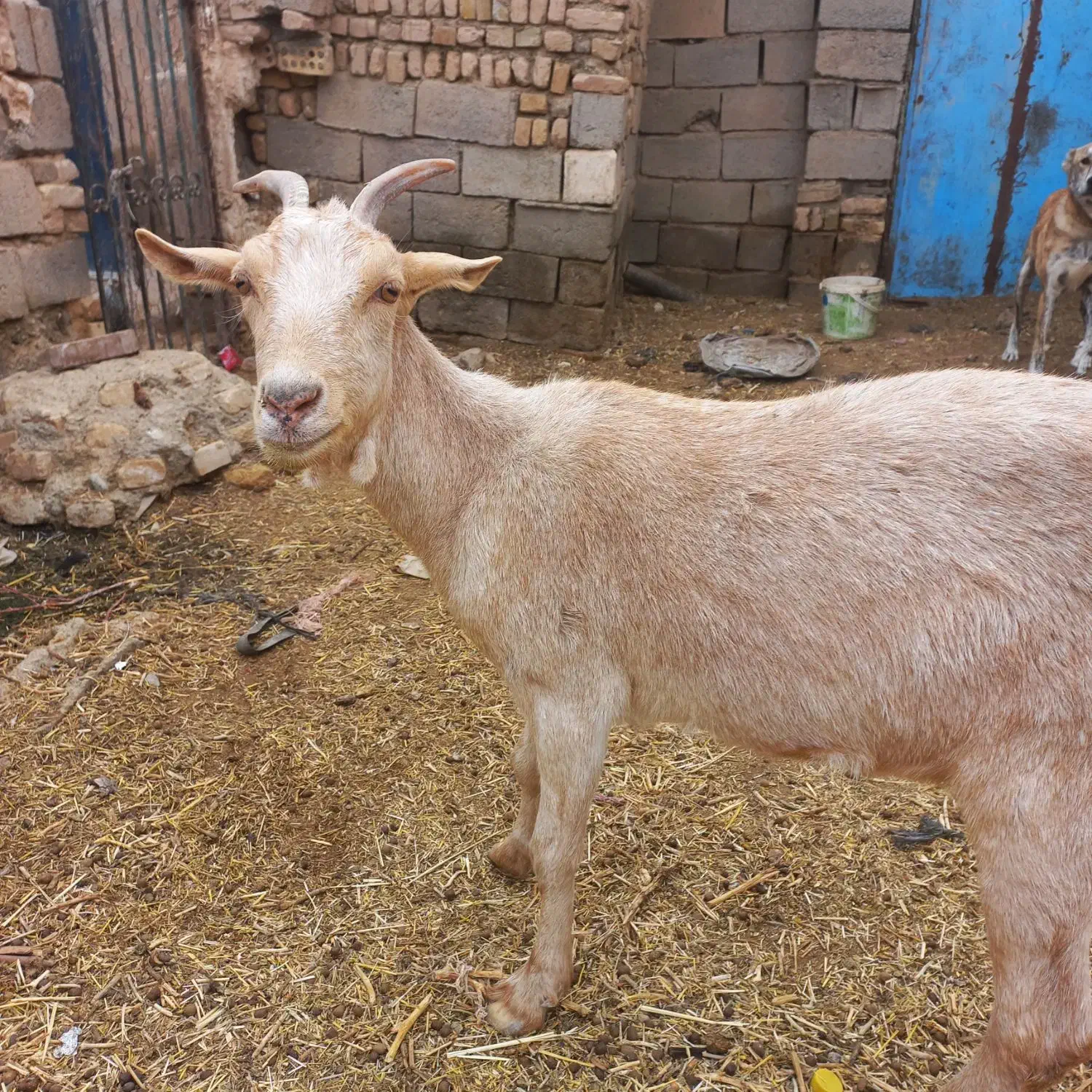 بز سانن جوان|حیوانات مزرعه|نصر آباد, |دیوار