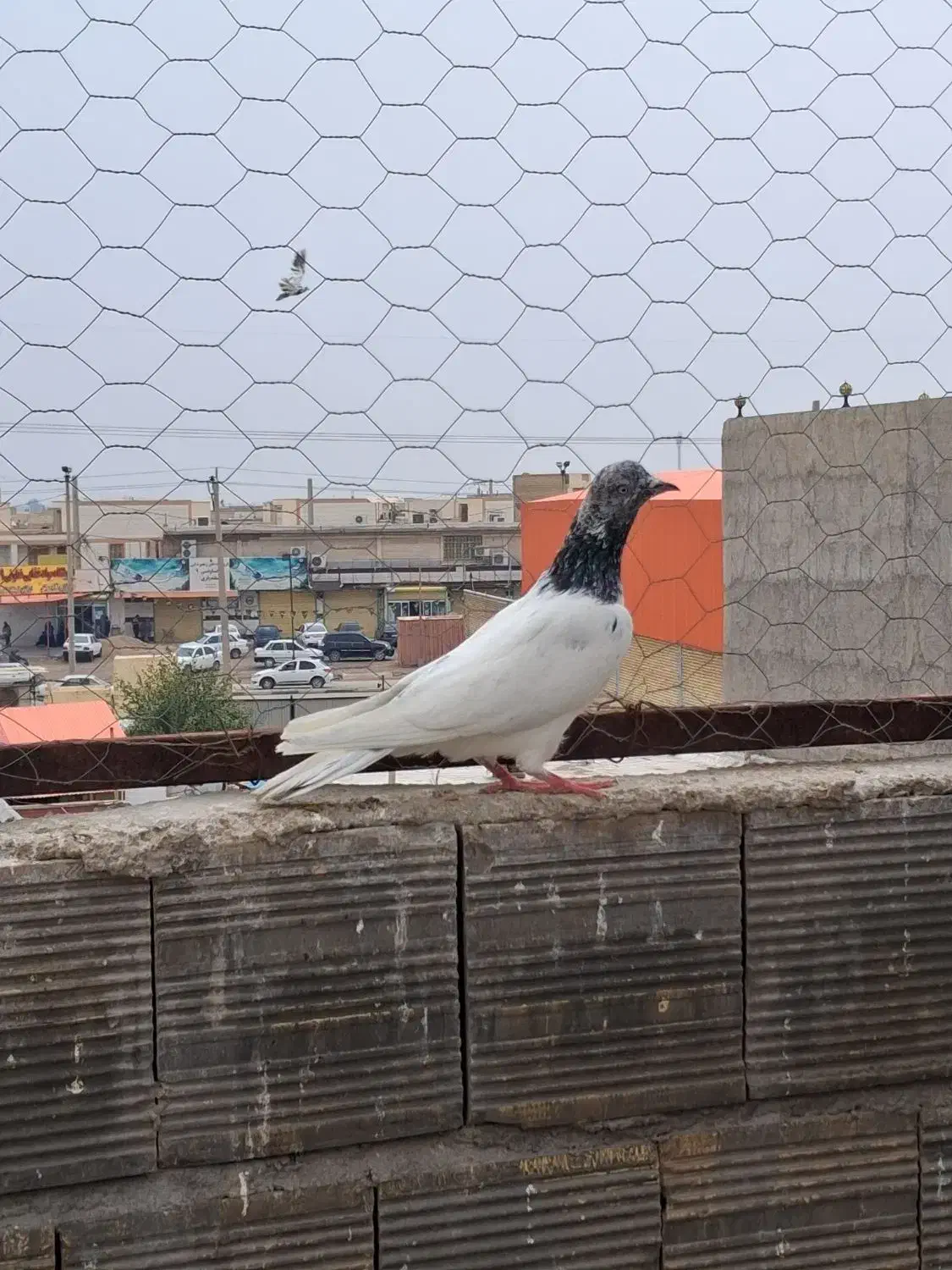 شیخ|پرنده|آبادان, |دیوار