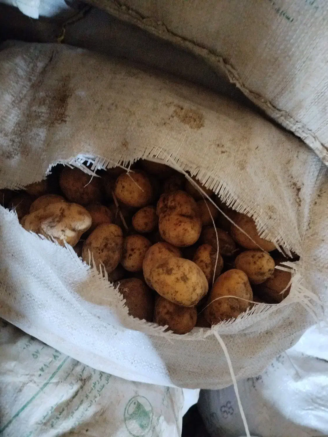 سیب زمینی|خوردنی و آشامیدنی|دهگلان, |دیوار