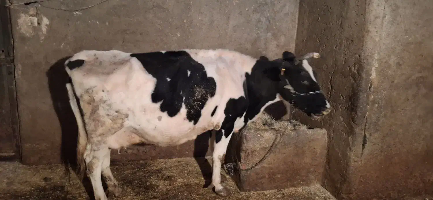 گاو سیمینتال|حیوانات مزرعه|سیلاخور, |دیوار