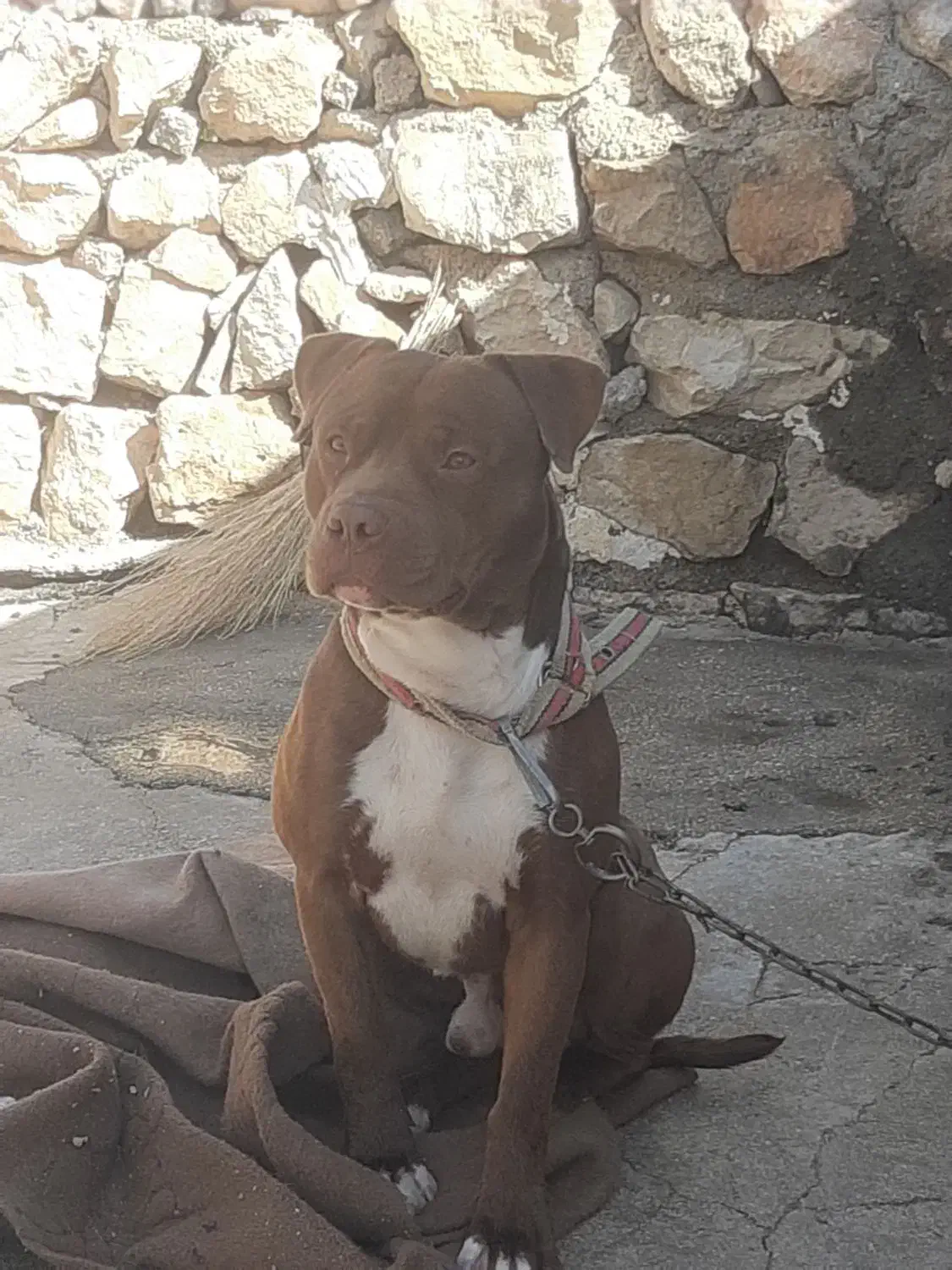 حیوان|سگ|اسلامآباد غرب, |دیوار