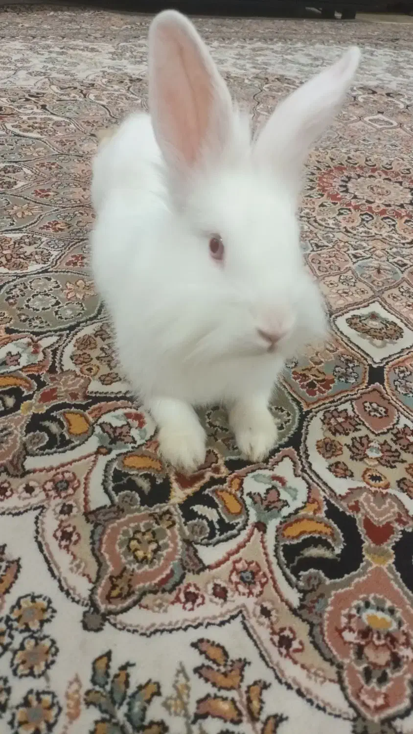 خرگوش سفیدباقفس|موش و خرگوش|اراک, |دیوار