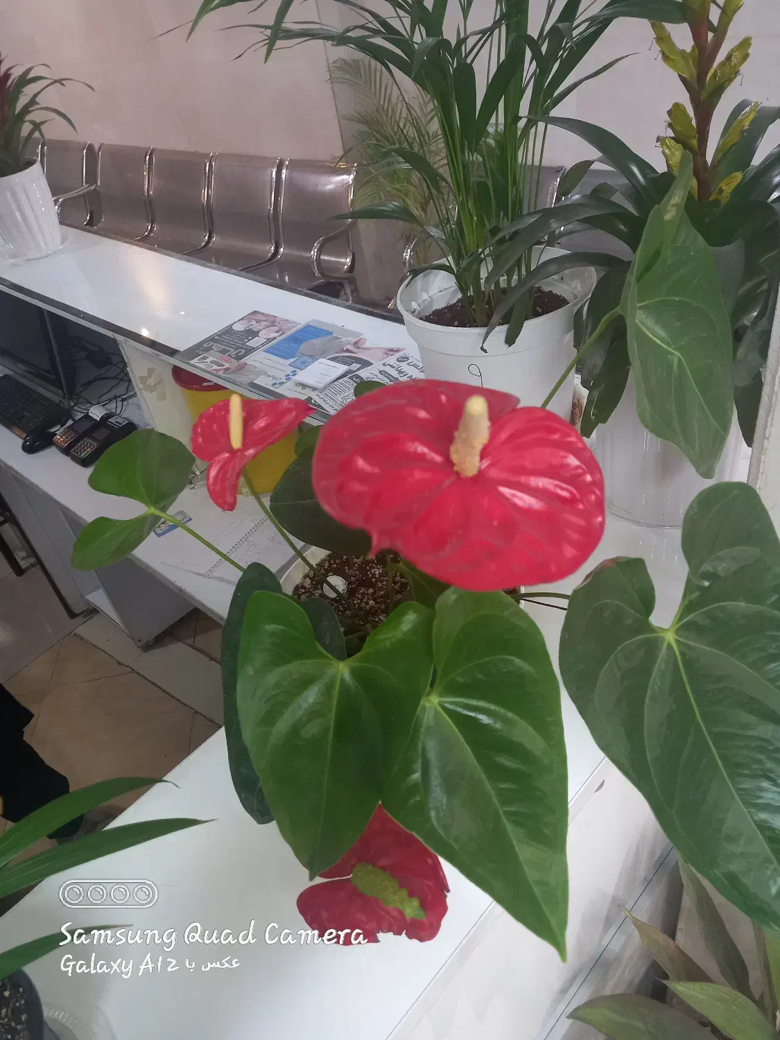 گل های مختلف|گل و گیاه طبیعی|ورامین, ورامین|دیوار