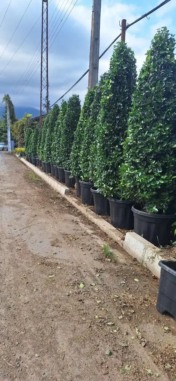 گل یاس هلندی|خدمات باغبانی و درختکاری|چابکسر, |دیوار