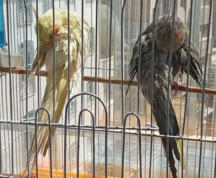 عروس هلندی|پرنده|ری, سرتخت|دیوار