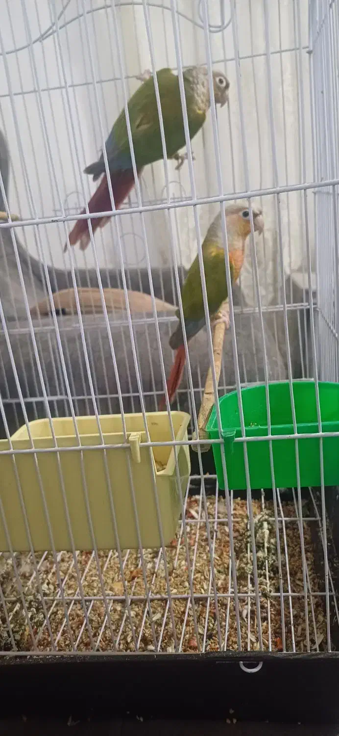 طوطی گرینچک|پرنده|اشنویه, |دیوار