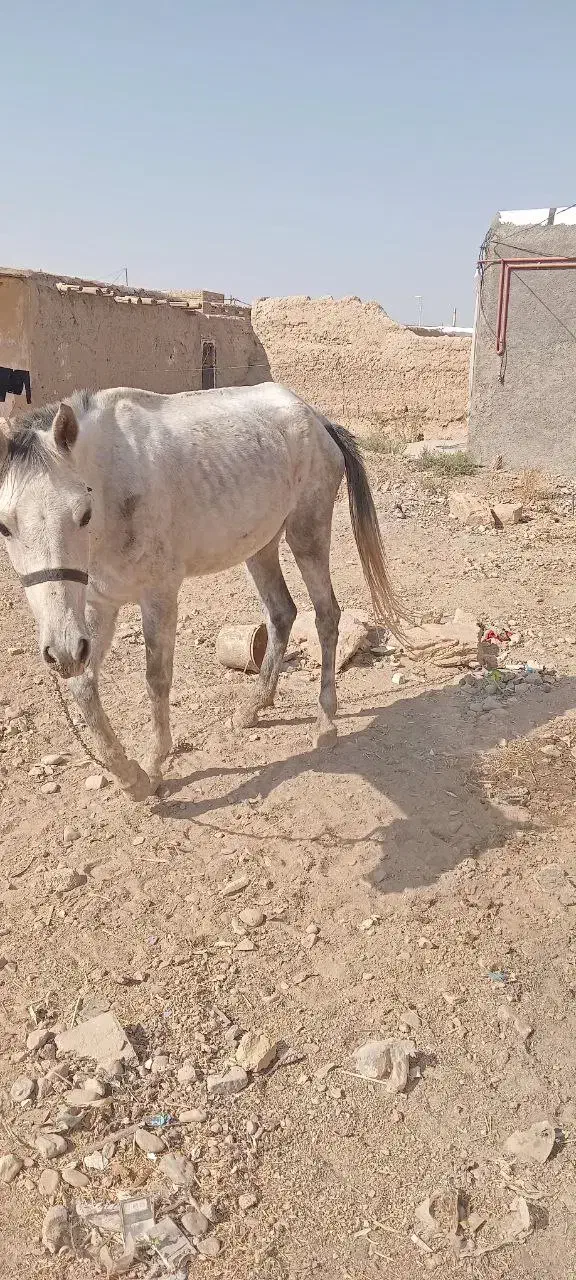 اسب مادیان جوان|اسب و تجهیزات اسبسواری|اسفراین, |دیوار