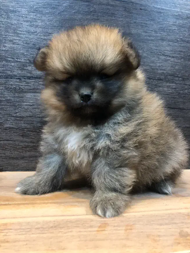 دو تا توله پامر ماده|سگ|زرگرشهر, |دیوار