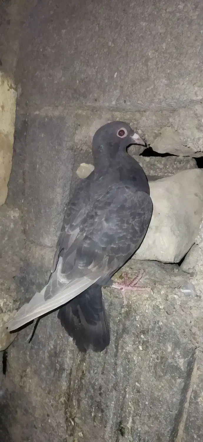 کبوتر جوجه قهوه ای پلاکی ذات سرور|پرنده|شیراز, شهرک جماران|دیوار