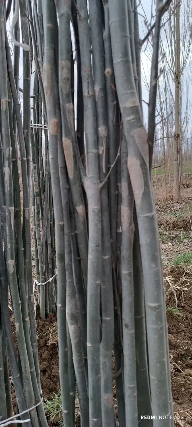 پیش فروش نهال تبریزی چیت|خدمات باغبانی و درختکاری|سلماس, |دیوار