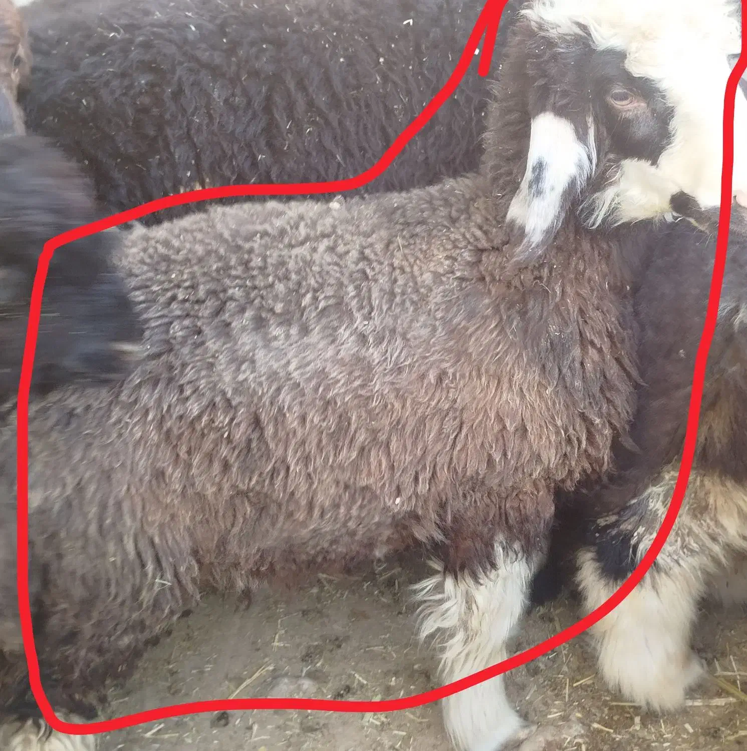 دو عدد بره برا فروش|حیوانات مزرعه|دهدشت, |دیوار