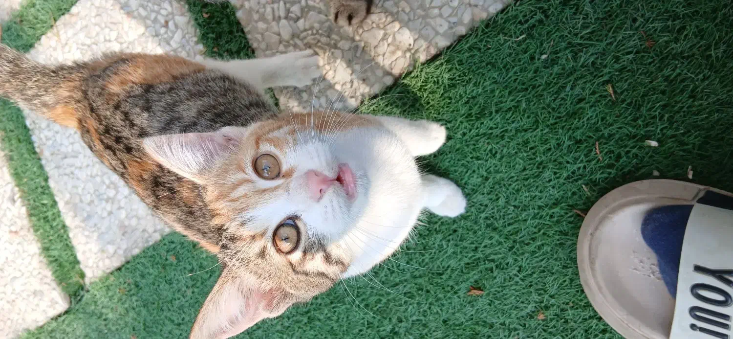 حیوان خانگی|گربه|دالخانی, |دیوار