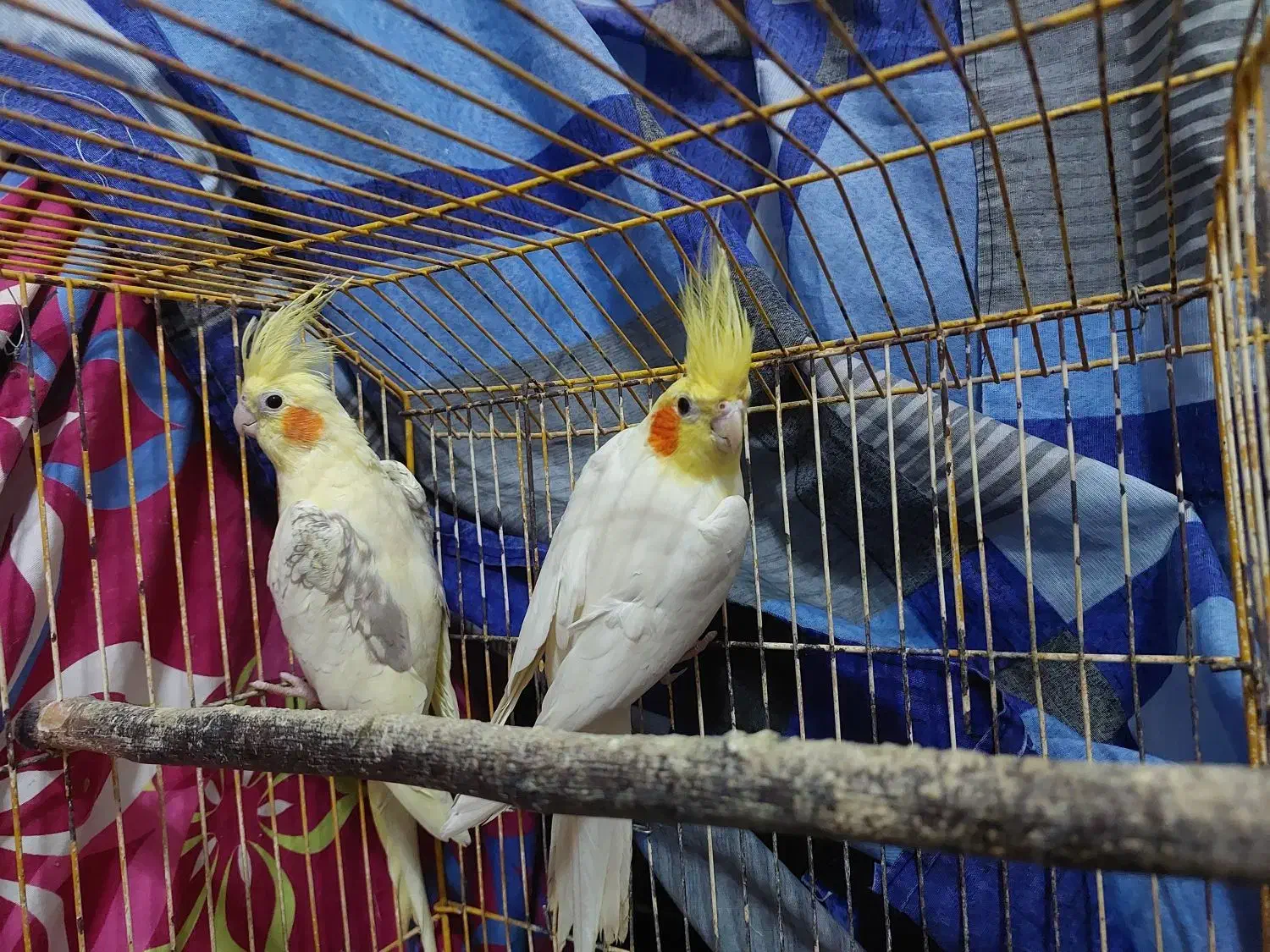 جفت عروس لوتینو دوکت|پرنده|رشت, منظریه|دیوار