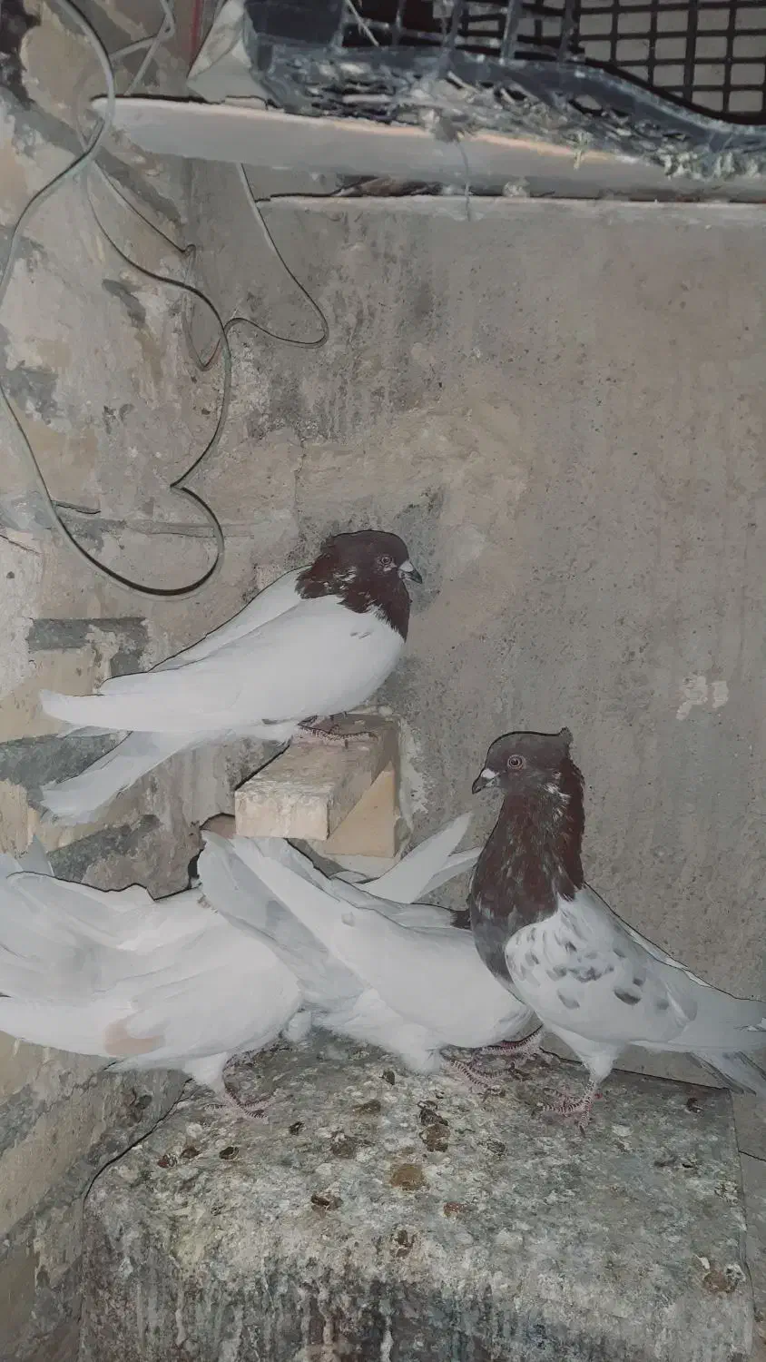 کبوتر|پرنده|خرمآباد, |دیوار