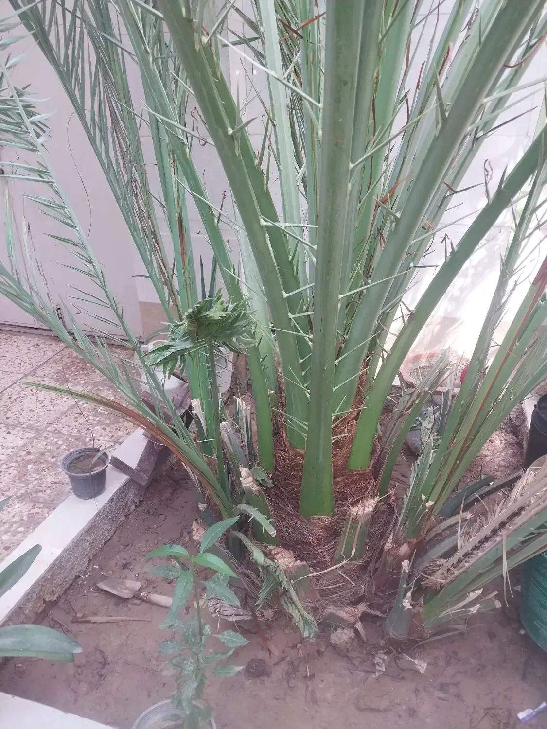 یک عدد نخل با ۶ تا پا جوش|گل و گیاه طبیعی|بندر امام خمینی, |دیوار