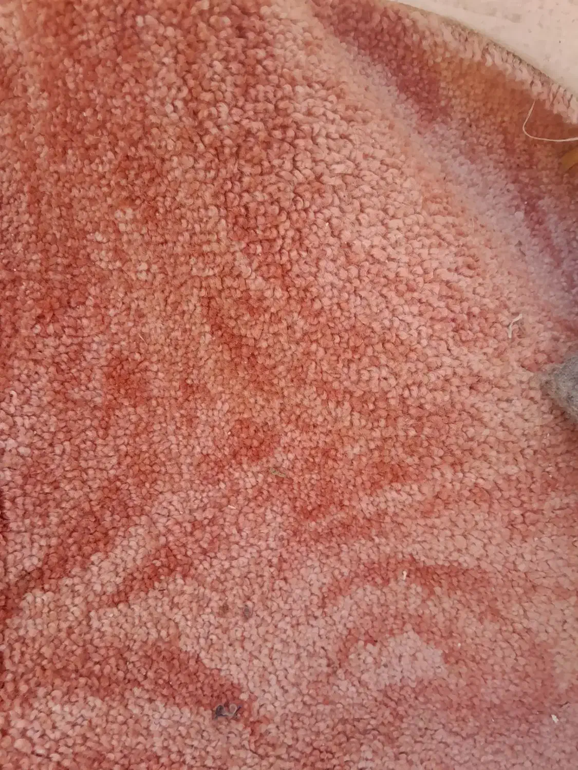 موکت پشت پنبه دو عدد|موکت|مشهد, طبرسی شمالی|دیوار