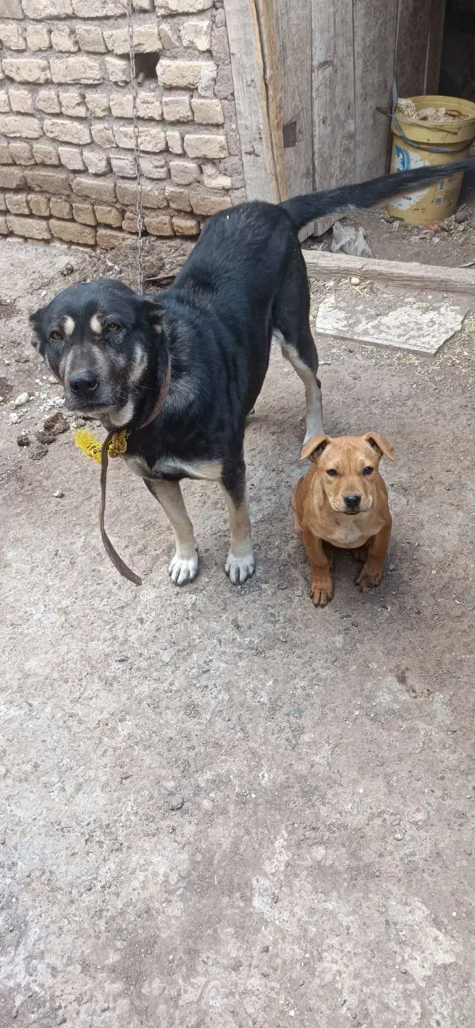 سگ نگهبان جوان|سگ|زنجان, |دیوار